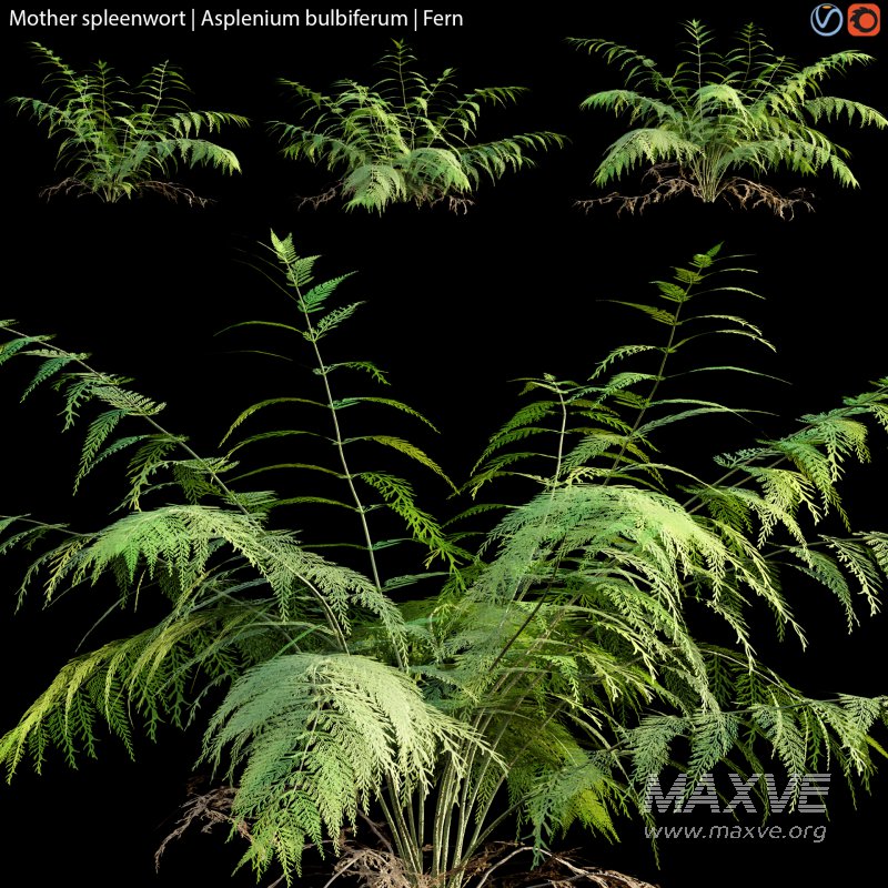 Mother spleenwort | Asplenium bulbiferum | Fern 01 - Image 1