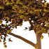 Acer Pseudoplatanus Tree 05 - Thumbnail 2