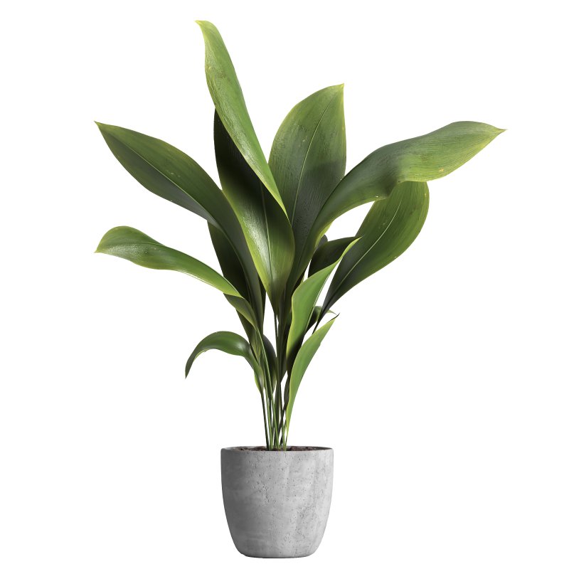 indoor plant 025 - Image 1