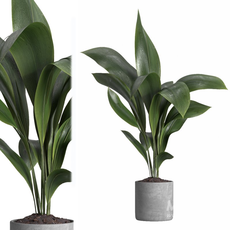 indoor plant 021 - Image 1