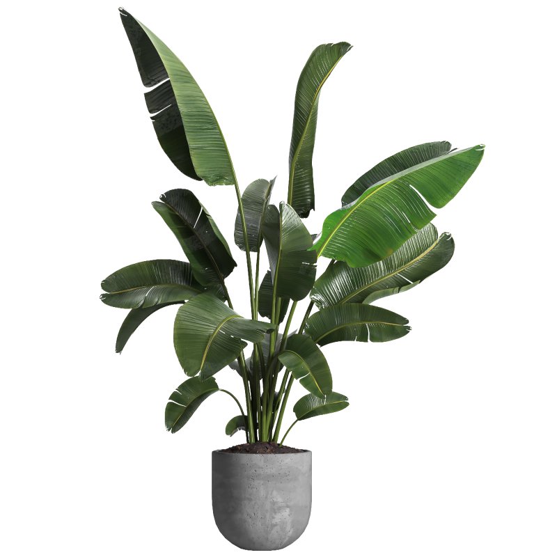 indoor plant 030 - Image 2