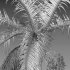 Archontophoenix cunninghamiana – King Palm – 01 - Thumbnail 3