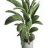 indoor plant 031 - Thumbnail 4