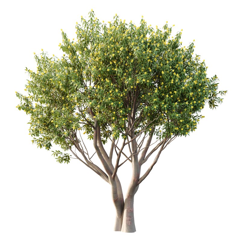 Water Gum Tree 01 - Image 3