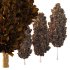 Italian Cypress Tree 4 - Thumbnail 3