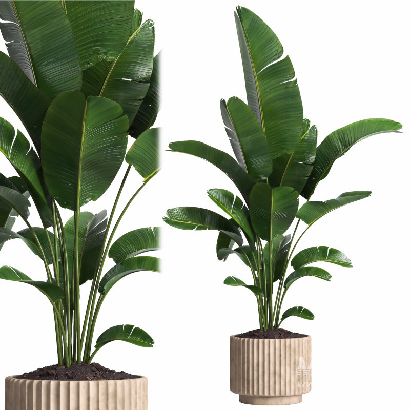 Indoor plant 017 - Image 2