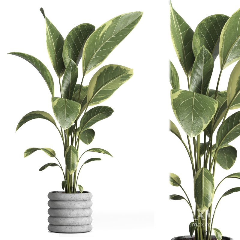 indoor plant 033 - Image 1