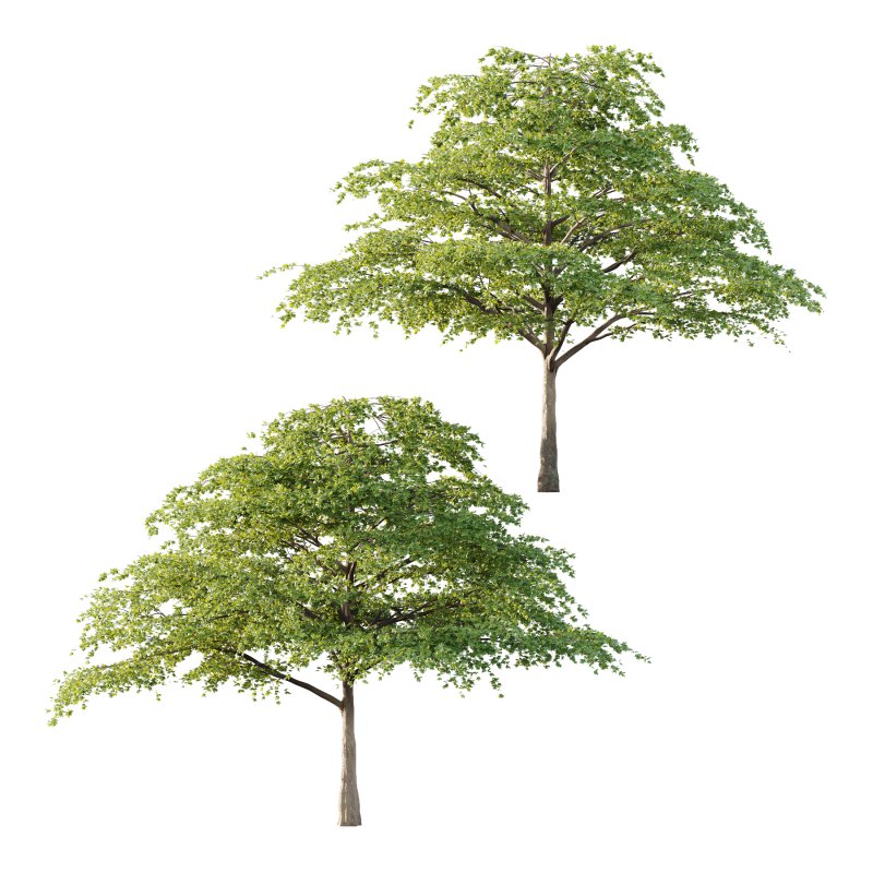 Acer Pseudoplatanus Tree 05 - Image 3