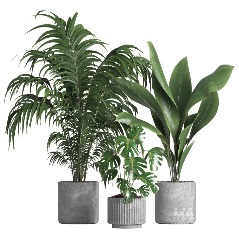 indoor plant 034 - Image 1