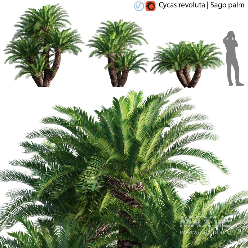 Cycas revoluta – Sago palm – 01 - Image 1