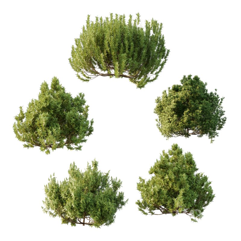 Different bush 26 - Image 2