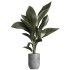 indoor plant 029 - Thumbnail 1