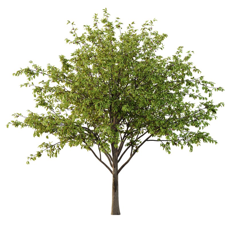 Prunus pseudocerasus Diospyros Kaki Fruit Tree 003 - Image 4