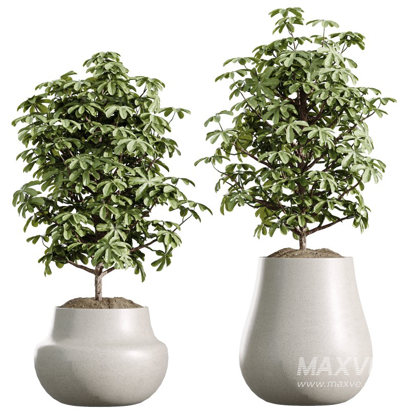 ntal delicacy. - Image 4