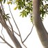 Water Gum Tree 01 - Thumbnail 4