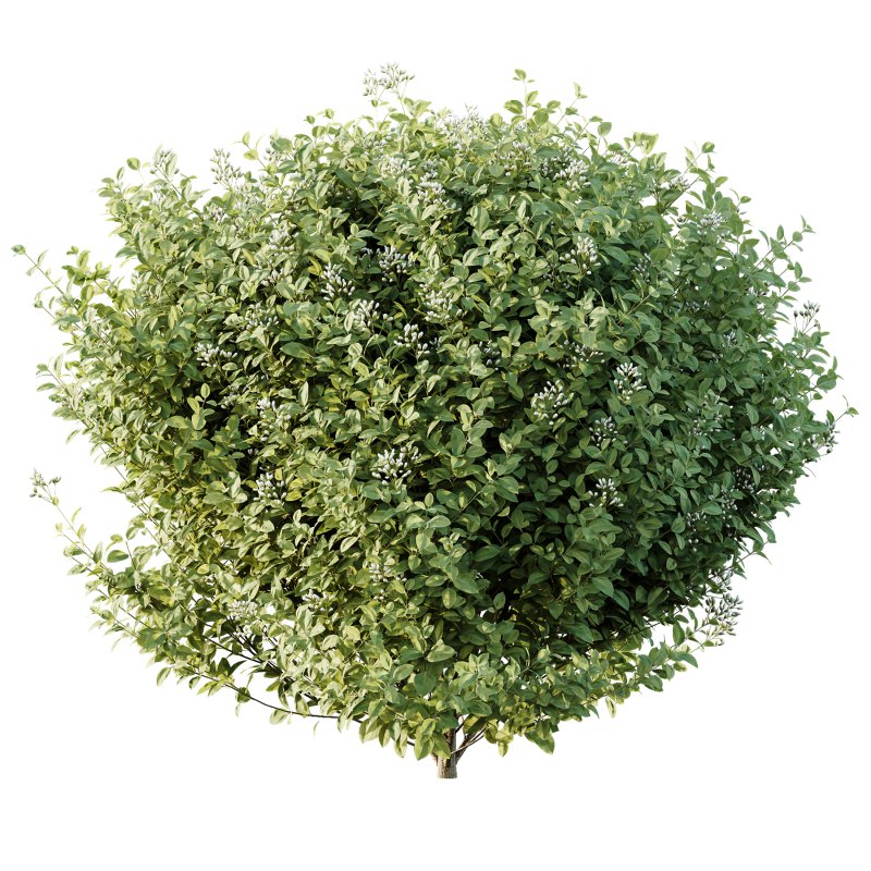 ntal bushes are ideal for Mediterranean-style gardens, urban landscaping, or natural architectural visualizations. - Image 2
