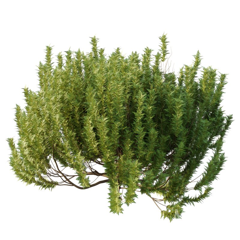 Different bush 26 - Image 5