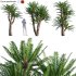 Cycas pectinata 02 - Thumbnail 1