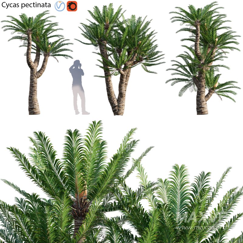 Cycas pectinata 02 - Image 1