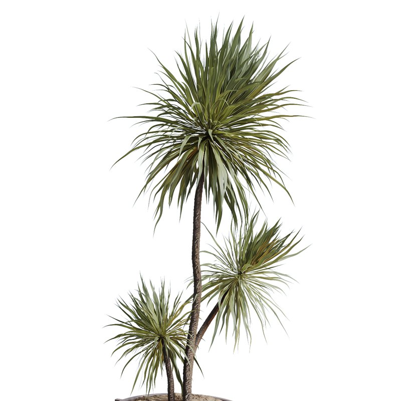 AV Indoor Plants Set 244 Ficus Indian Spineless Yucca Zamiifolia Mission Olive Alocasia - Image 4