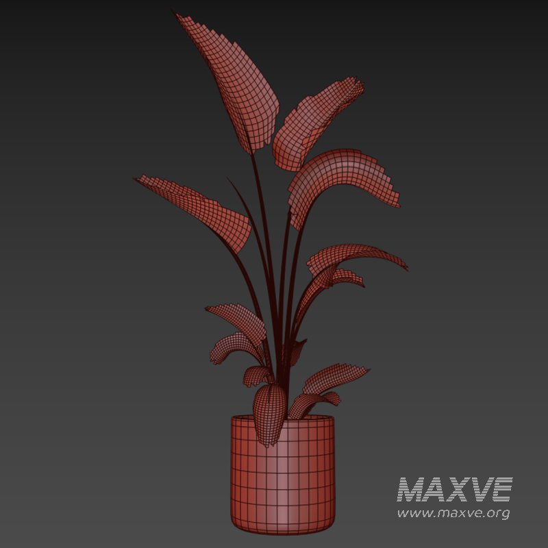 indoor plant 032 - Image 4