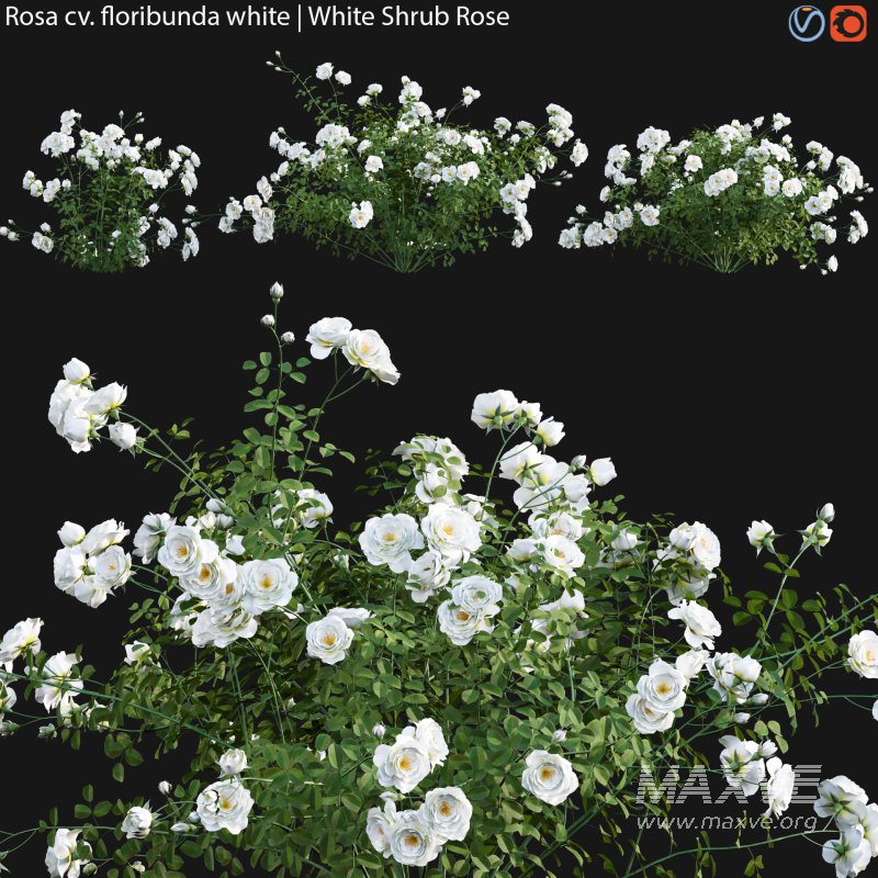 Rosa floribunda white | White Shrub Rose 01 - Image 1