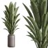 AV Indoor Plants Set 243 Swiss Cheese and Mission Olive and Bird Of Paradise and Ficus African Fig - Thumbnail 1