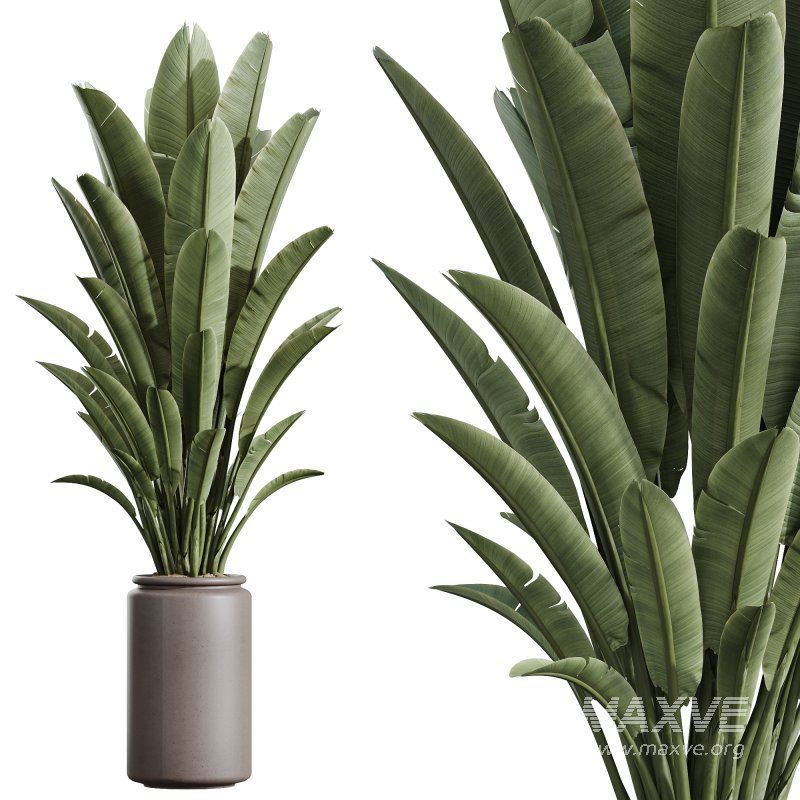AV Indoor Plants Set 243 Swiss Cheese and Mission Olive and Bird Of Paradise and Ficus African Fig - Image 1