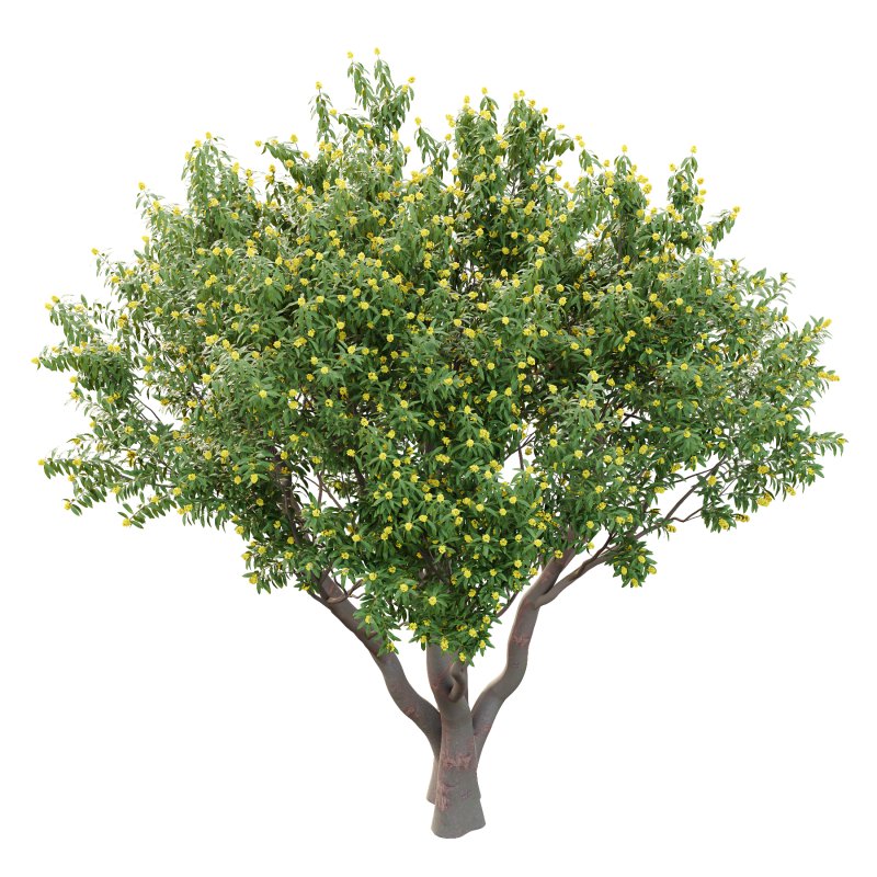 Water Gum Tree 01 - Image 1