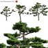 Pinus thunbergiana – Pinus thunbergii – Japanese Black Pine 04 - Thumbnail 1