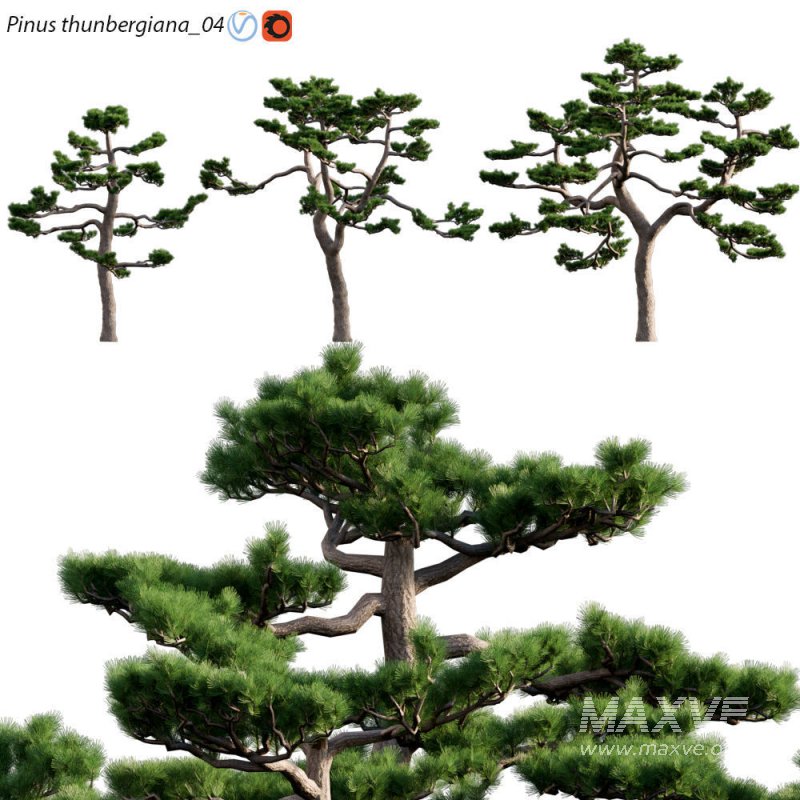Pinus thunbergiana – Pinus thunbergii – Japanese Black Pine 04 - Image 1
