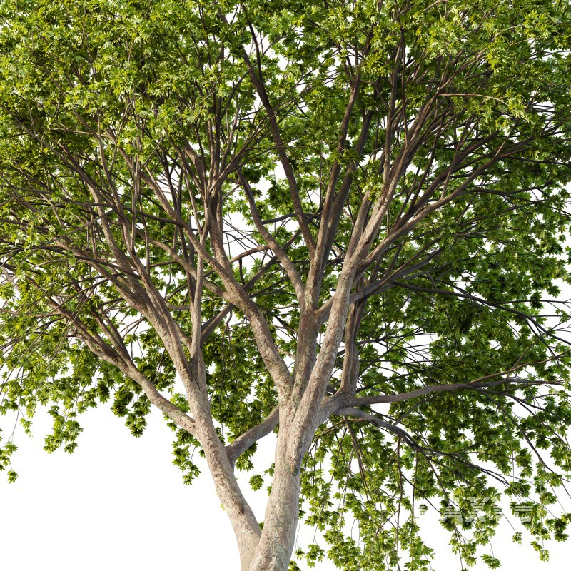 Acer Pseudoplatanus Tree 08 - Image 4