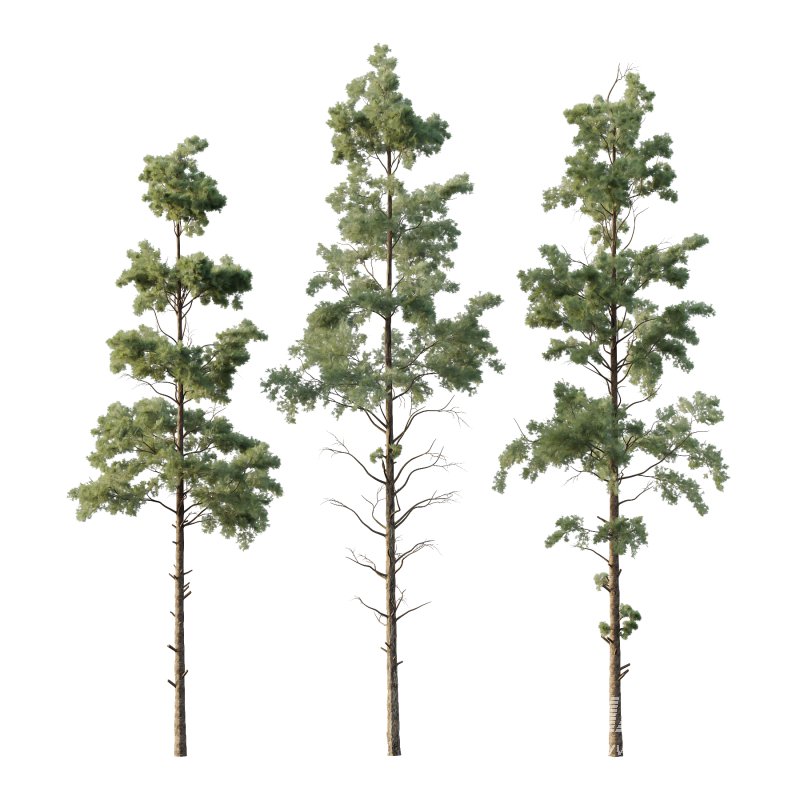 Pin Tree 002 - Image 1