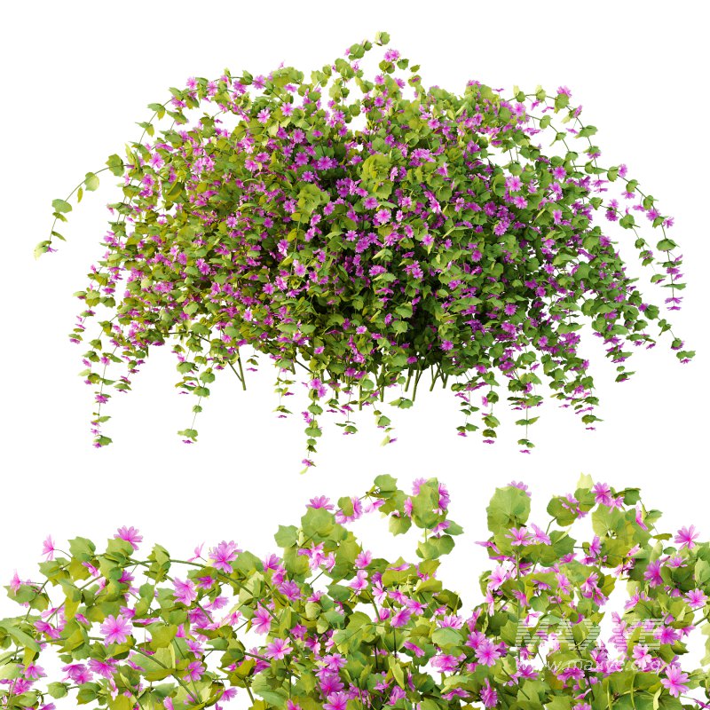 Different bush 18 - Image 2