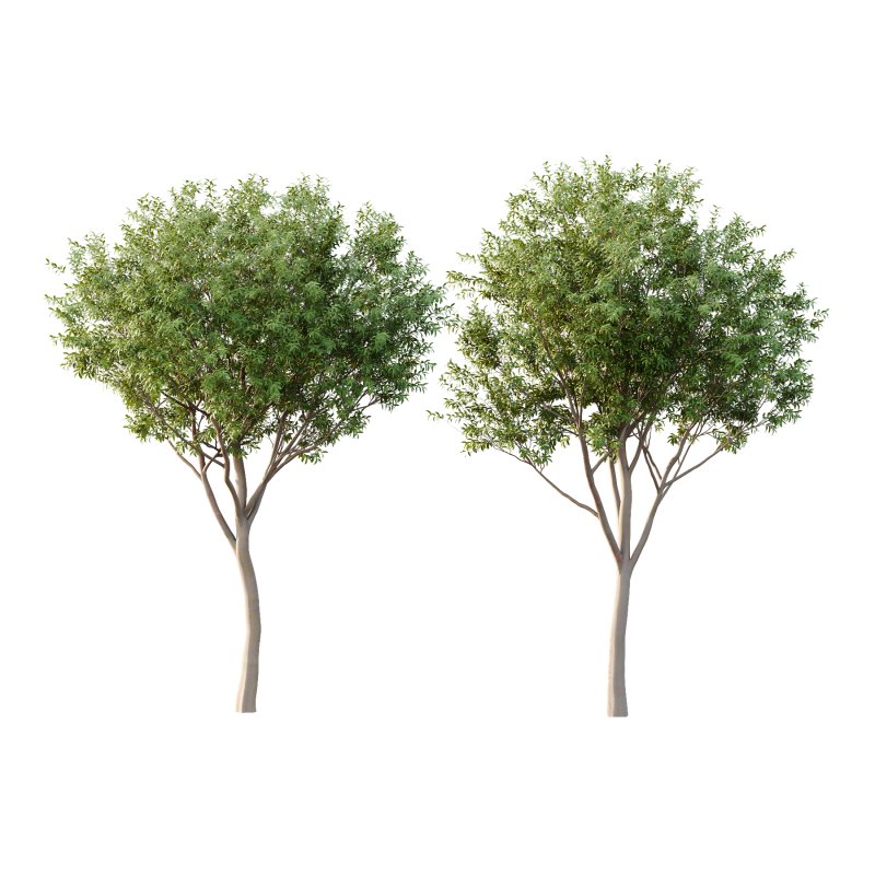 Water Gum Tree 04 - Image 1