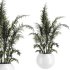 Indoor Plant Set 003 - Thumbnail 1