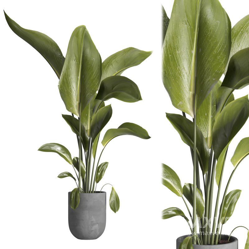 indoor plant 028 - Image 2