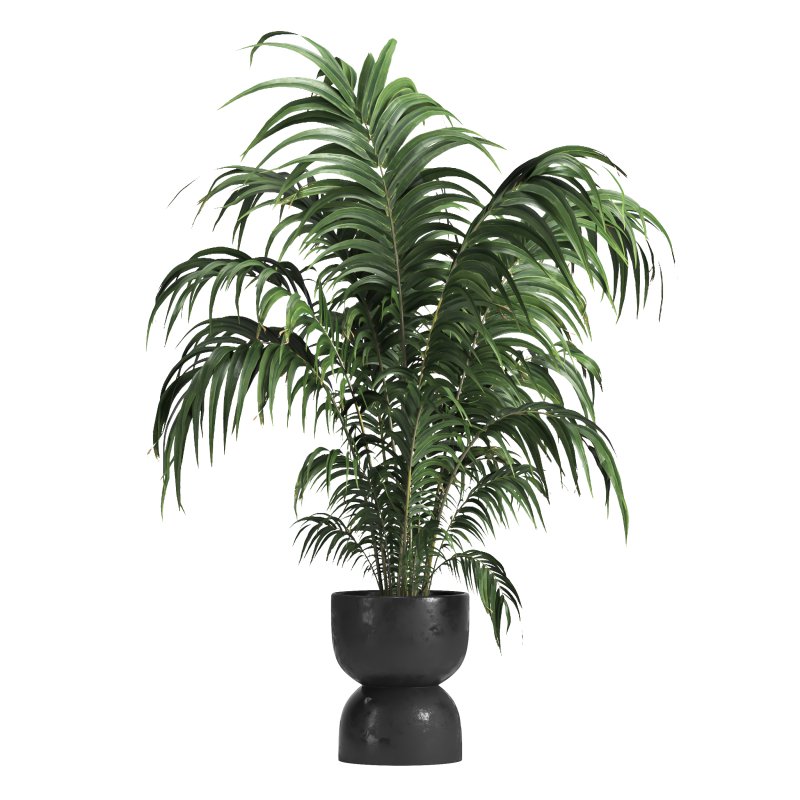 Indoor plant 013 - Image 2