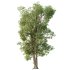 AV Plants Carya Glabra Ovalis Caryer Rouge Hickory03 - Thumbnail 3