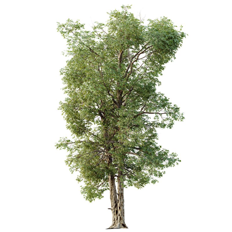 AV Plants Carya Glabra Ovalis Caryer Rouge Hickory03 - Image 3