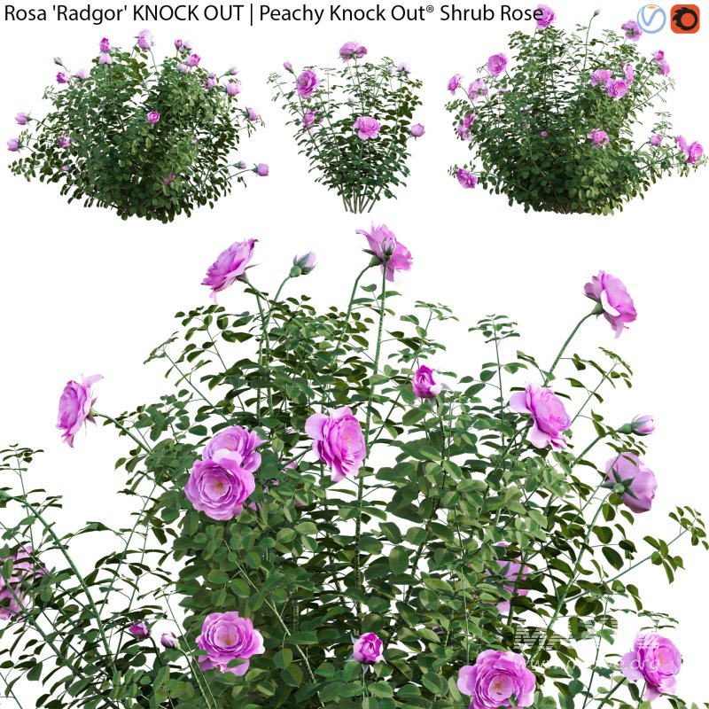 Rosa Radgor KNOCK OUT | Peachy Knock Out Shrub Rose 01 - Image 1
