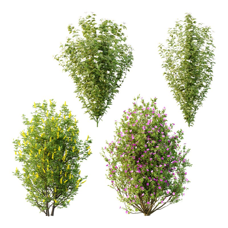 romneya coulter Argyrocytisus battandieri Tibouchina Semidecandra Plant - Image 1