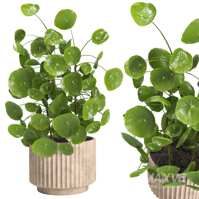 Indoor plant 011 - Image 3