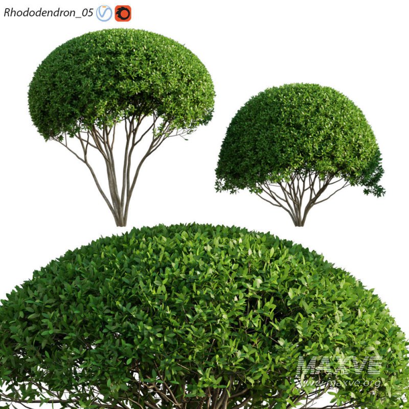 Rhododendron 05 - Image 1