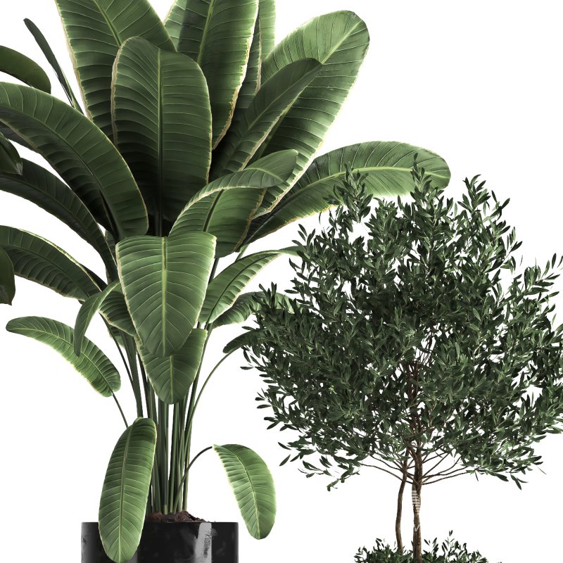 indoor Collection plant 018 - Image 4