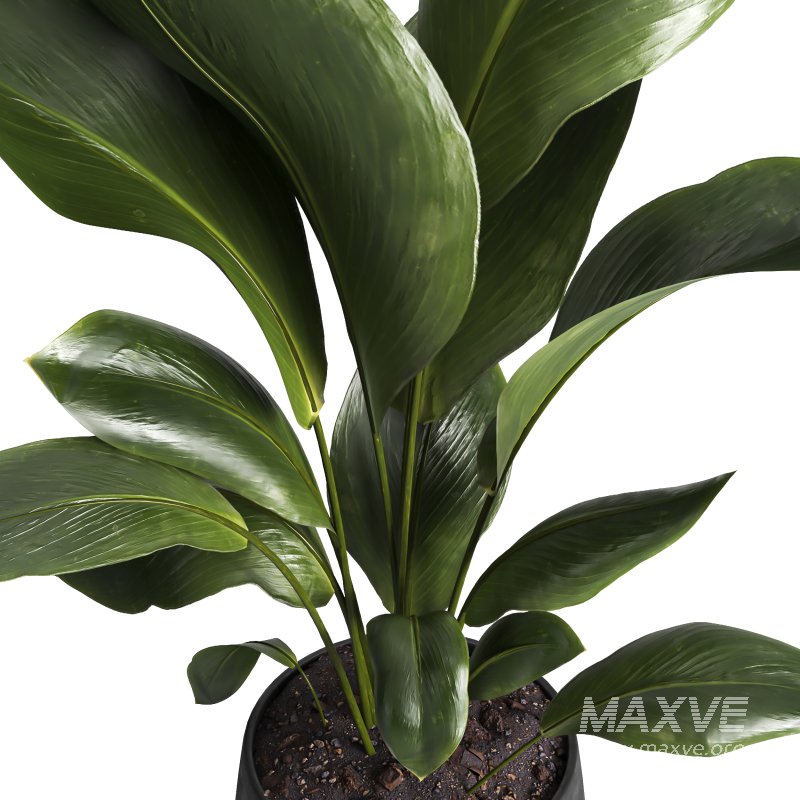 Indoor plant 016 - Image 3