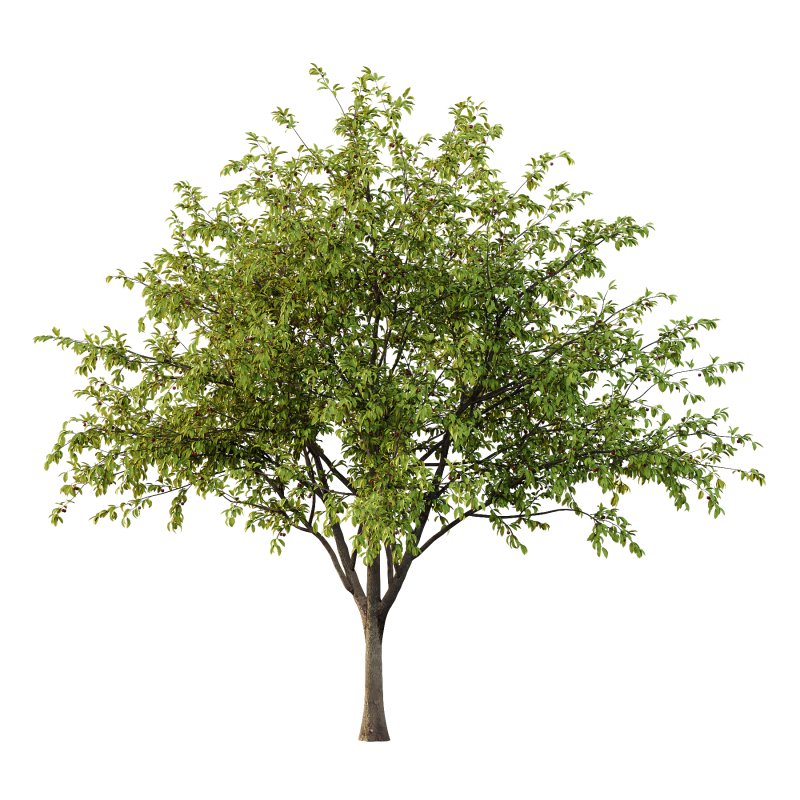 Prunus pseudocerasus Diospyros Kaki Fruit Tree 003 - Image 1