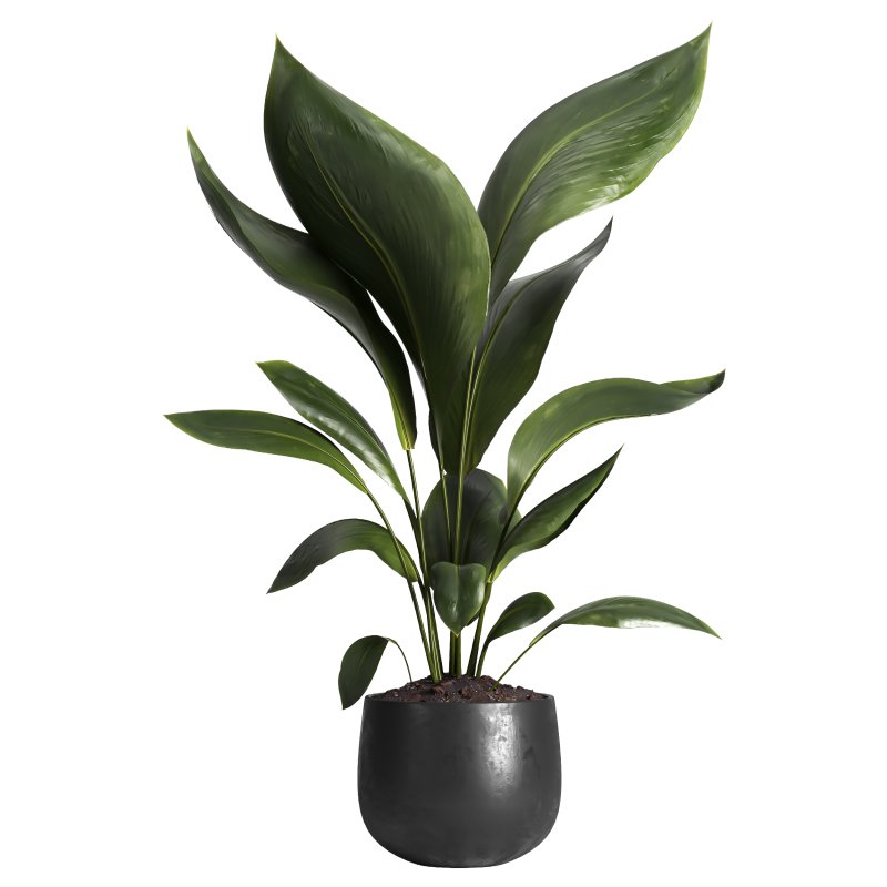 Indoor plant 016 - Image 1