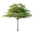 Acer Pseudoplatanus Tree 06 - Thumbnail 1