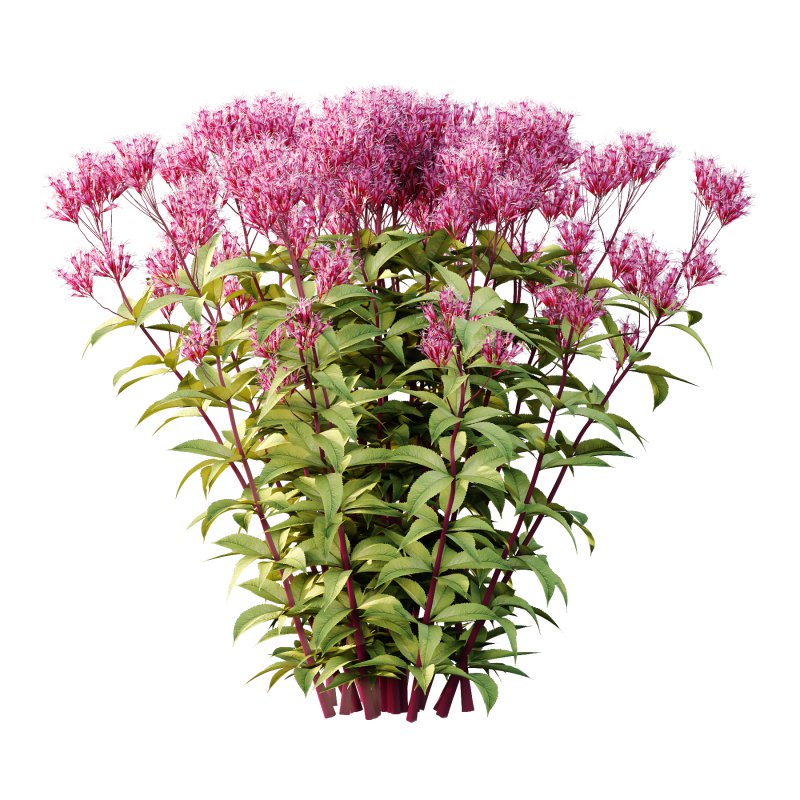 Different bush 13 - Image 1